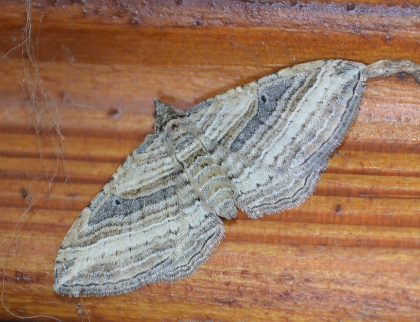 Costaconvexa polygrammata - soksávú araszoló