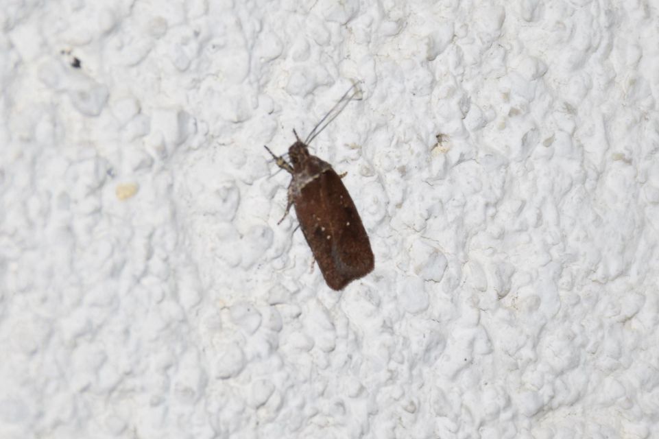 Agonopterix