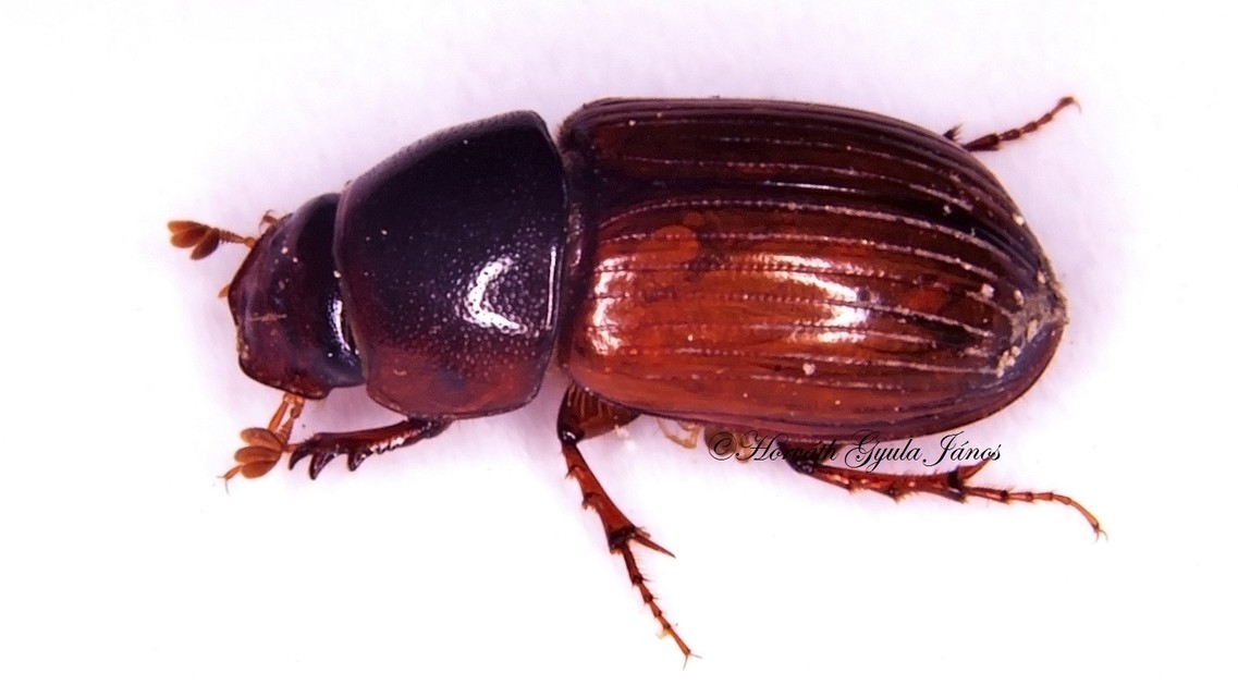 Aphodius rufus - sárgásvörös trágyabogár