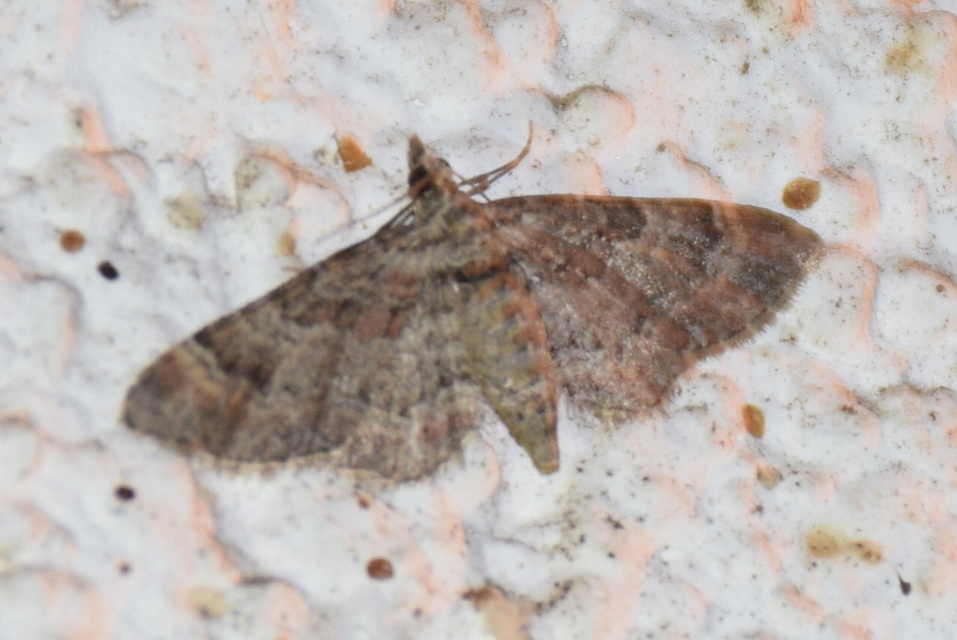 Gymnoscelis rufifasciata - vöröscsíkos törpearaszoló