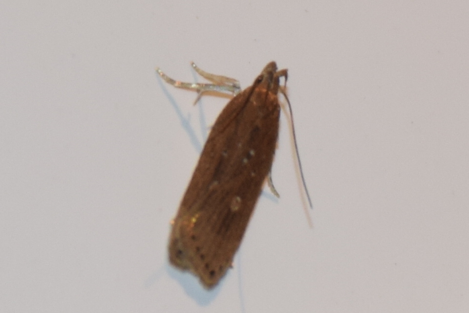 Helcystogramma triannulella - szuláksodró lápimoly