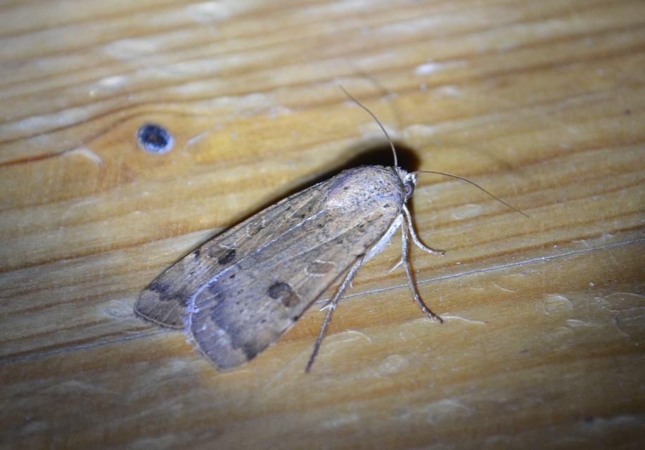 Noctua interposita - köztes sárgafűbagoly