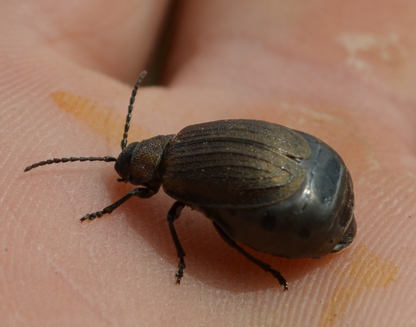 Galeruca pomonae - barna olajosbogár