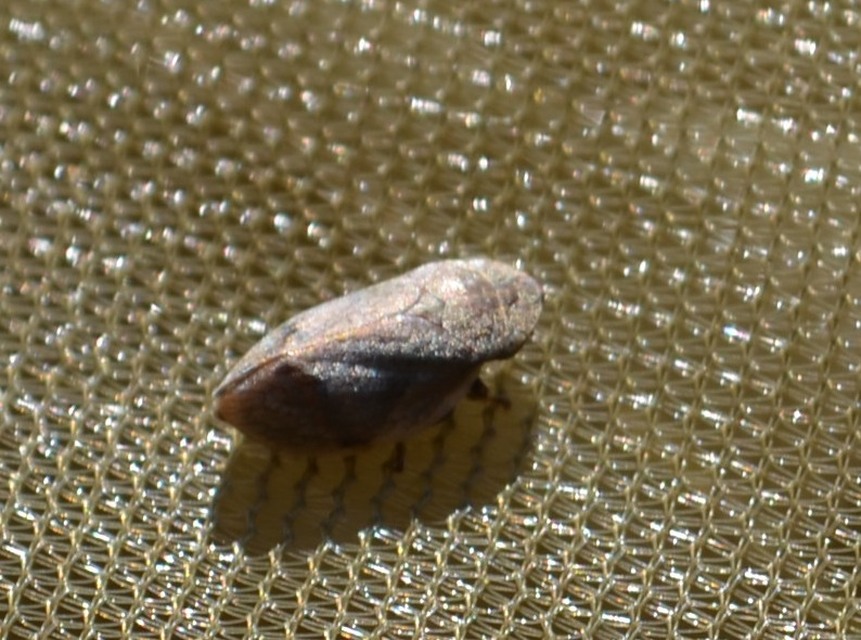 Aphrophoridae