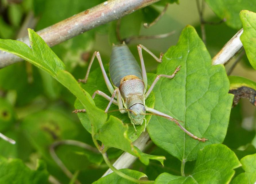 Ephippiger ephippiger - nyergesszöcske