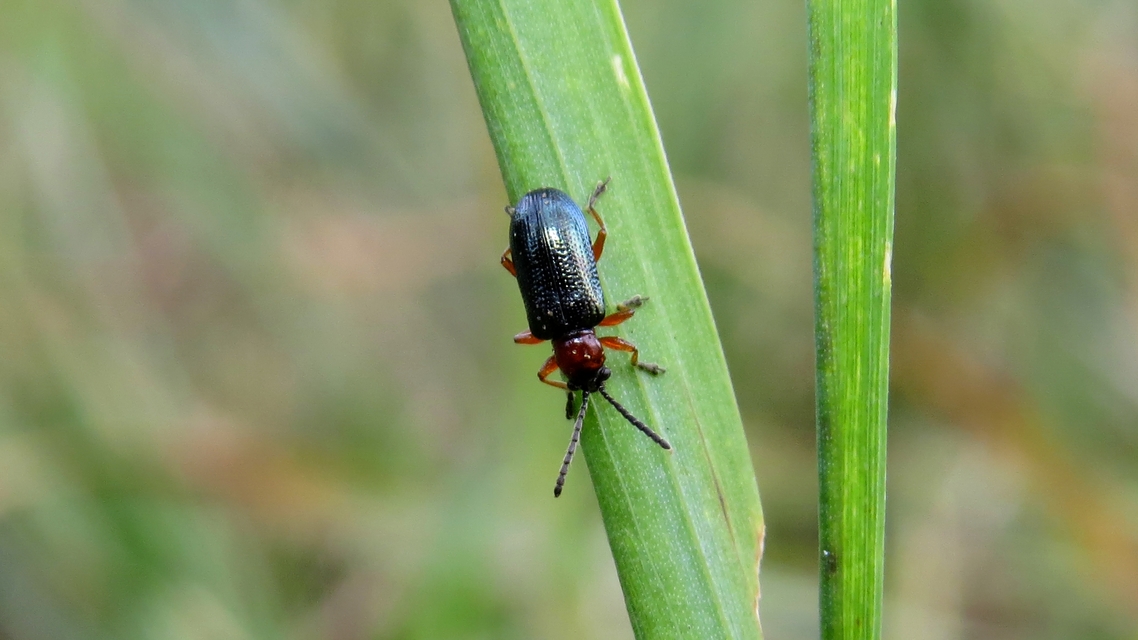 Oulema melanopus/duftschmidi