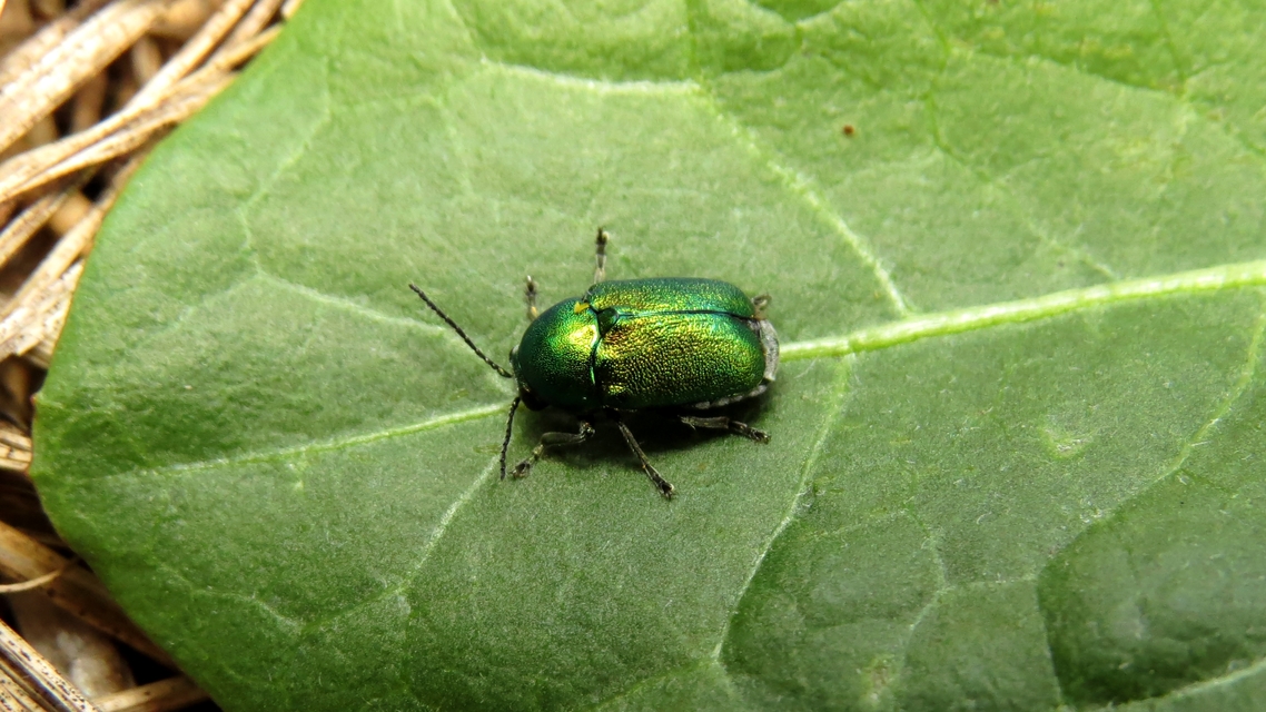 Cryptocephalus