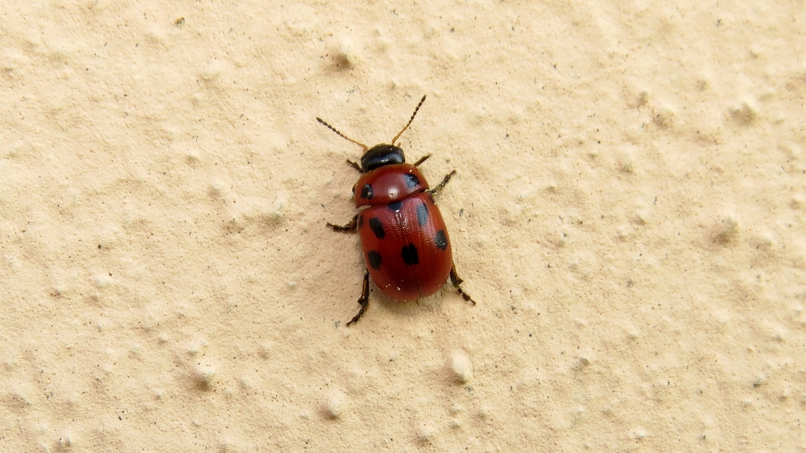 Gonioctena fornicata - közönséges lucernabogár
