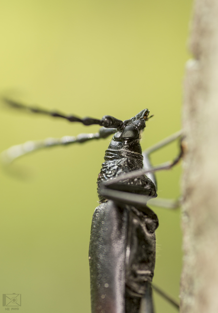 Cerambyx cerdo - nagy hőscincér