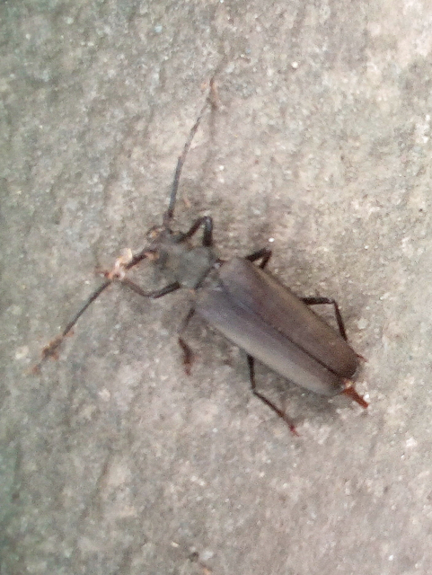 Aegosoma scabricorne - diófacincér