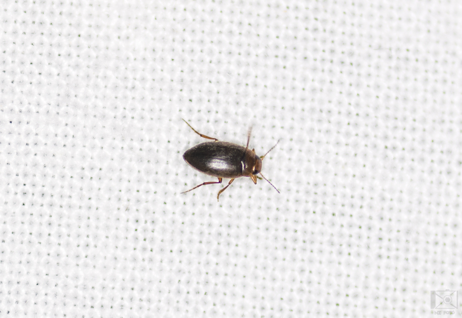 Dytiscidae - csíkbogárfélék