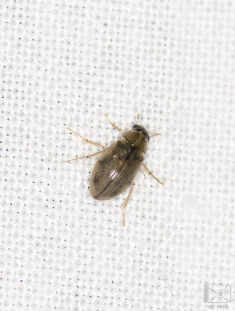 Berosus frontifoveatus - tüskés szemescsibor Berosus frontifoveatus - tüskés szemescsibor