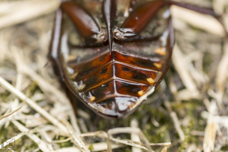 Hydrophilus piceus - közönséges óriáscsibor