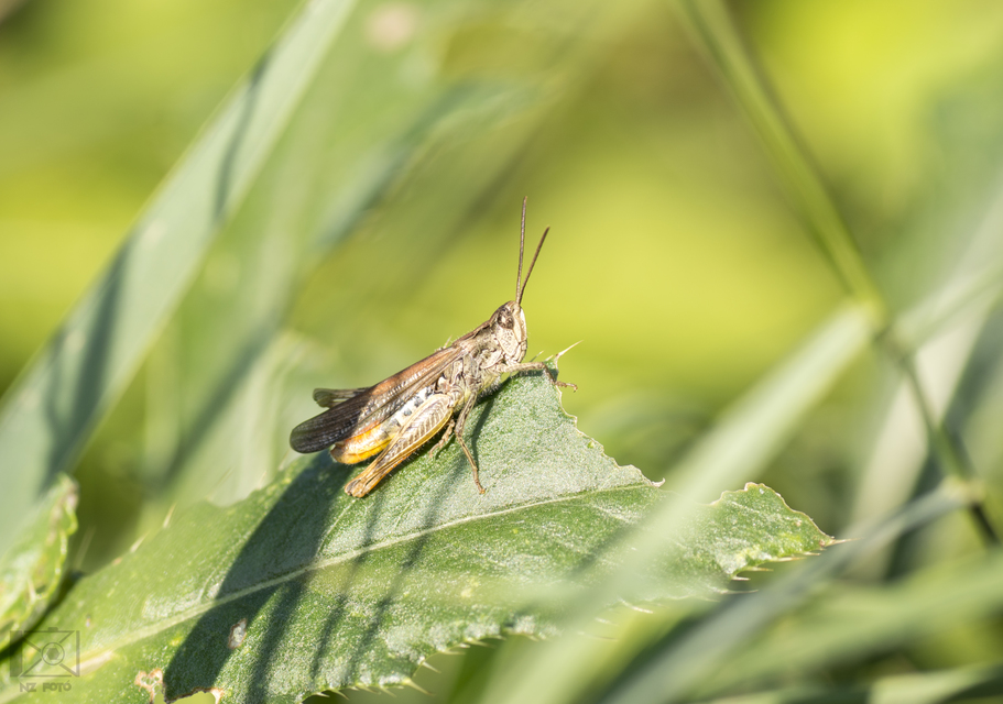 Chorthippus biguttulus - zengő tarlósáska