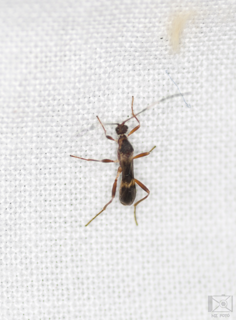 Braconidae - gyilkosfürkészek