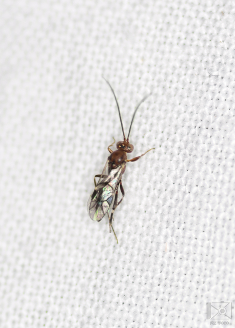 Cryptinae