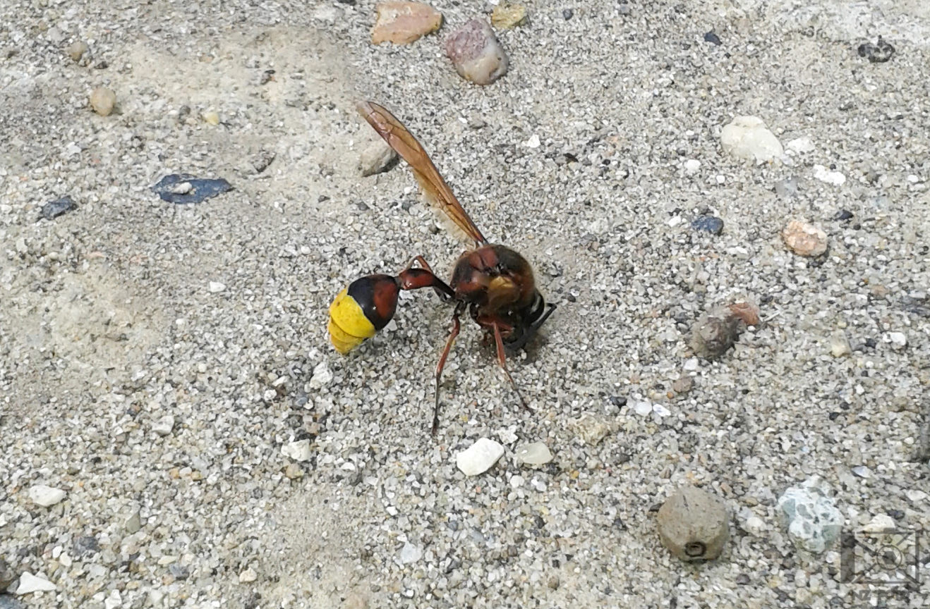 Delta unguiculatum