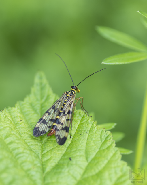 Panorpa vulgaris