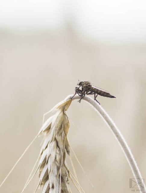 Asilidae - rablólégyfélék