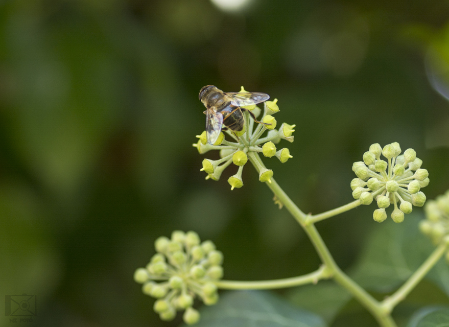 Eristalis tenax - közönséges herelégy