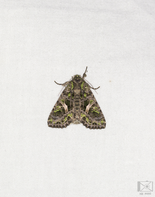 Trachea atriplicis - nyári zöldbagoly
