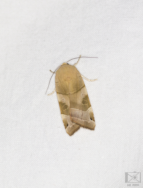 Noctua fimbriata - szélessávú sárgafűbagoly