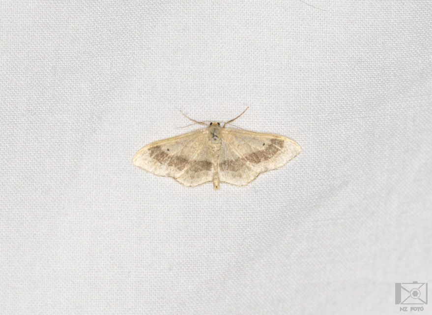 Idaea aversata - nagy sávosaraszoló