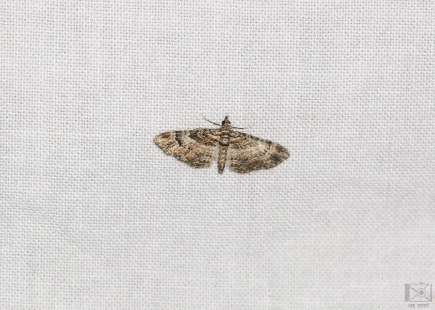 Gymnoscelis rufifasciata - vöröscsíkos törpearaszoló