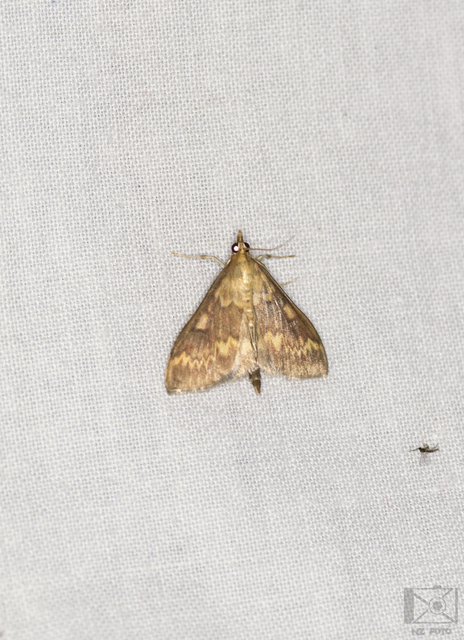 Ostrinia nubilalis - kukoricamoly