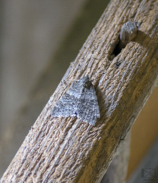 Catocala nupta - piros övesbagoly