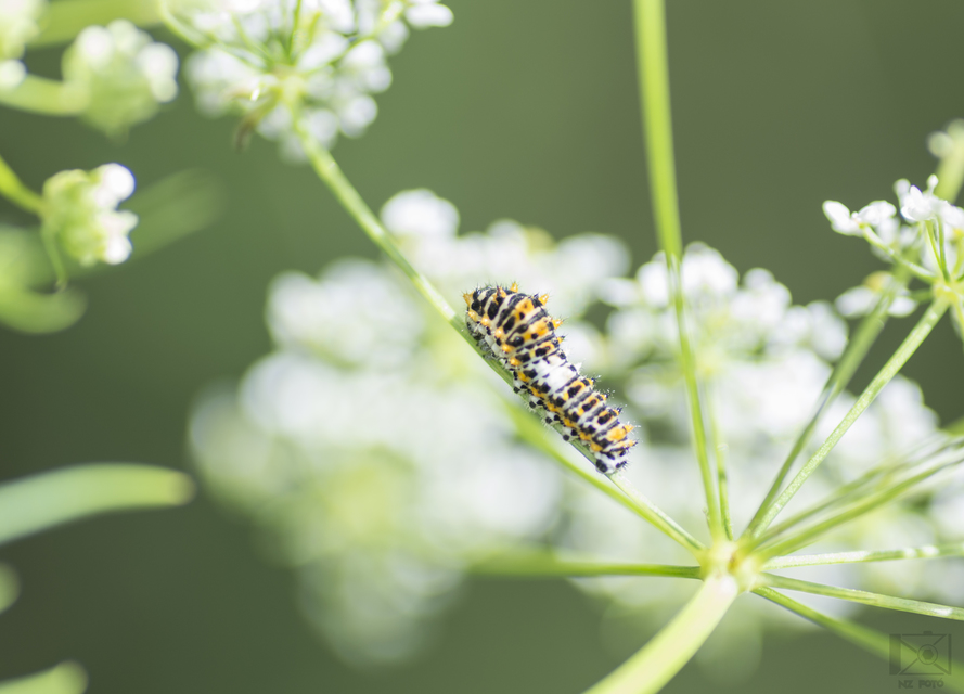 Papilio machaon - fecskefarkú lepke