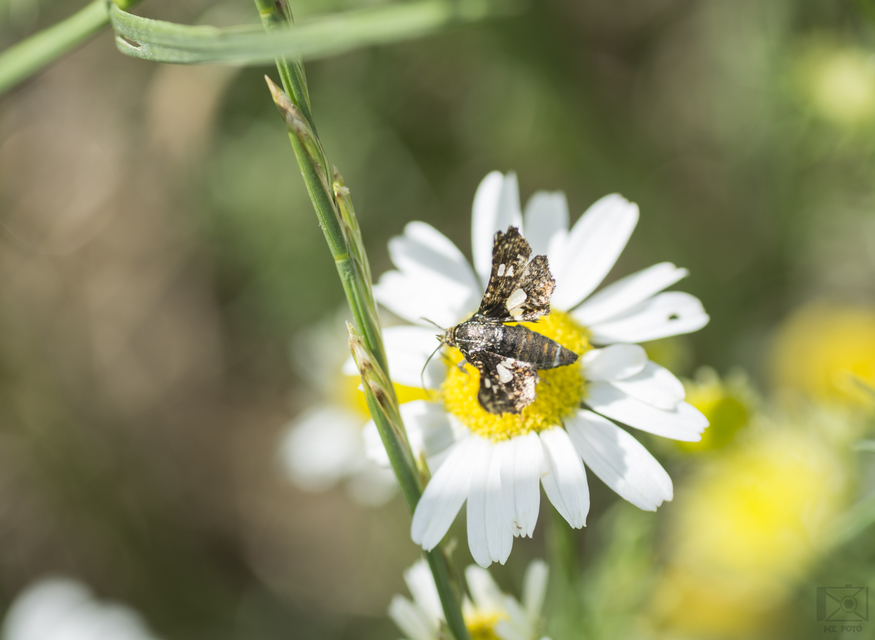 Thyris fenestrella - gyakori ablakosmoly
