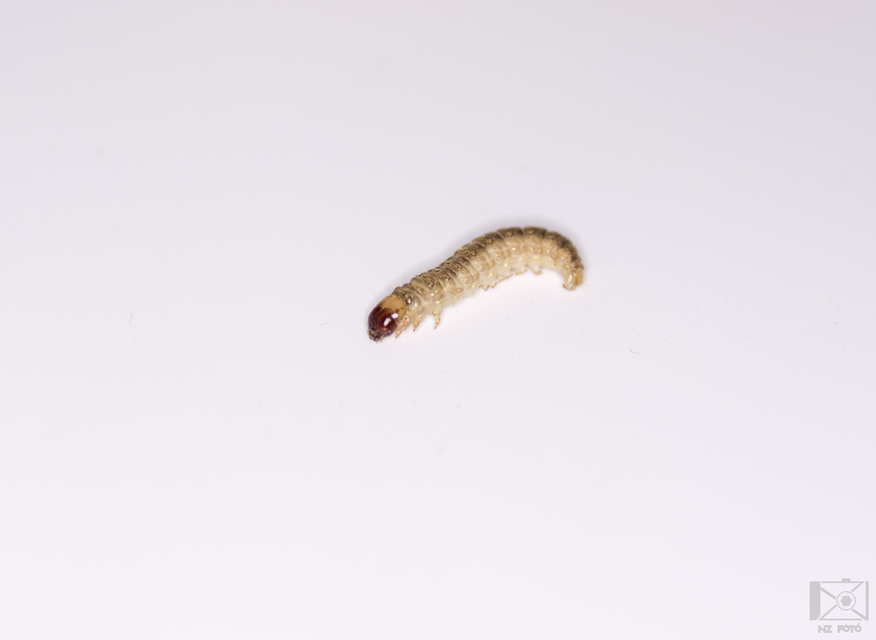 Ostrinia nubilalis - kukoricamoly