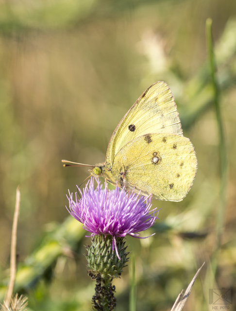 Colias hyale - kéneslepke