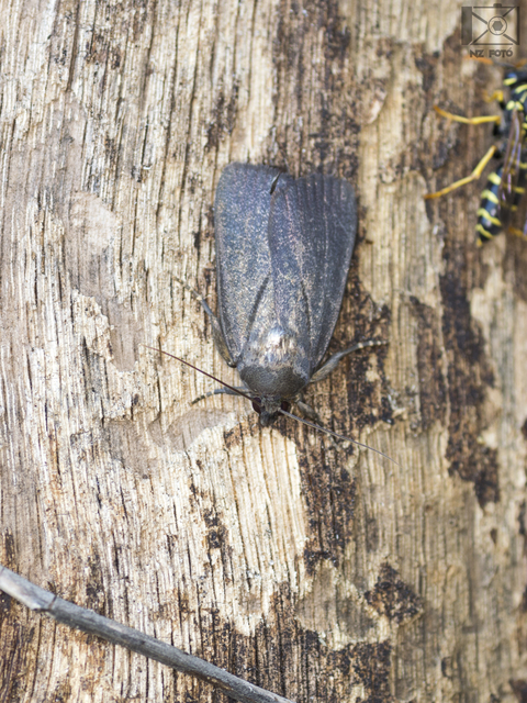 Amphipyra livida - zsírfényű bagoly