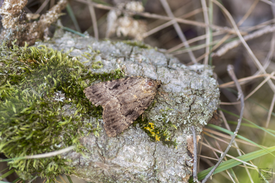 Amphipyra berbera/pyramidea