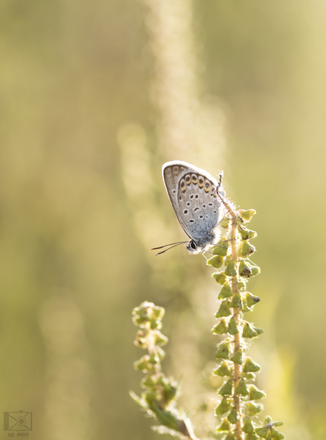 Plebejus argyrognomon - tintakék boglárka