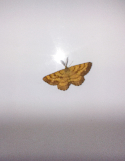 Ematurga atomaria - barna rétiaraszoló