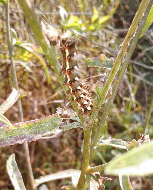 Acronicta rumicis - sóska-szigonyosbagoly