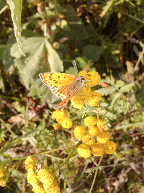 Lycaena thersamon - kis tűzlepke