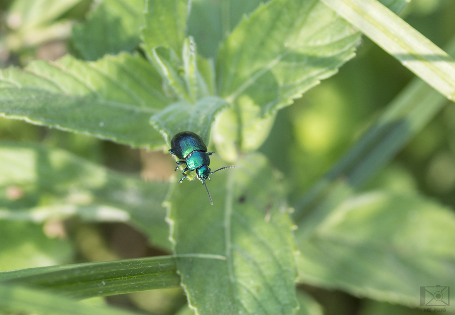 Chrysolina herbacea - zöld mentalevelész