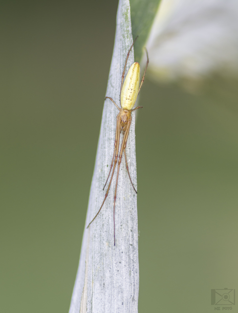 Tetragnatha