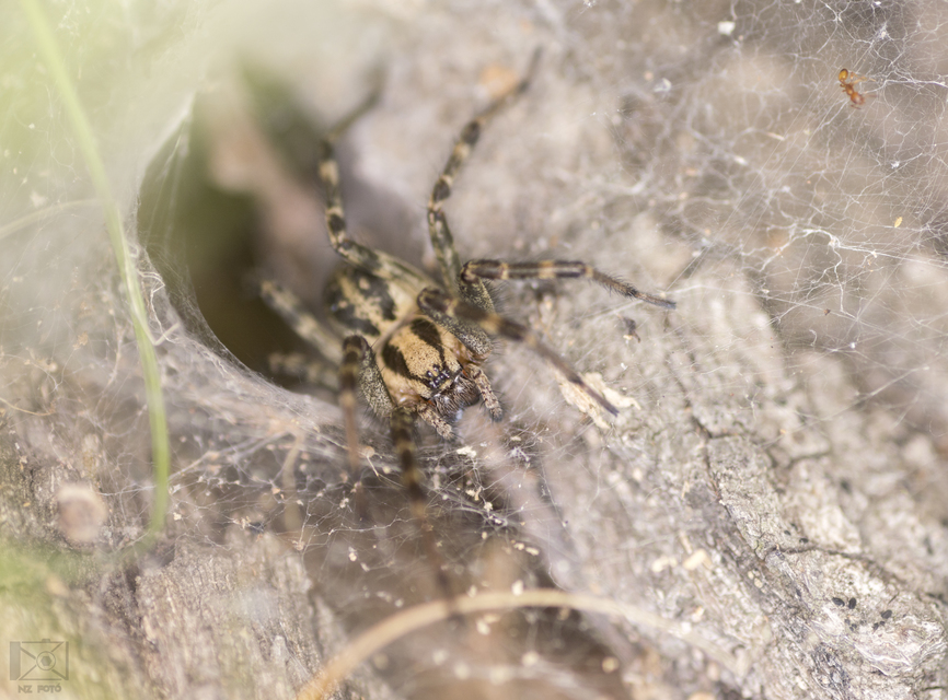 Agelena labyrinthica - illó tölcsérpók