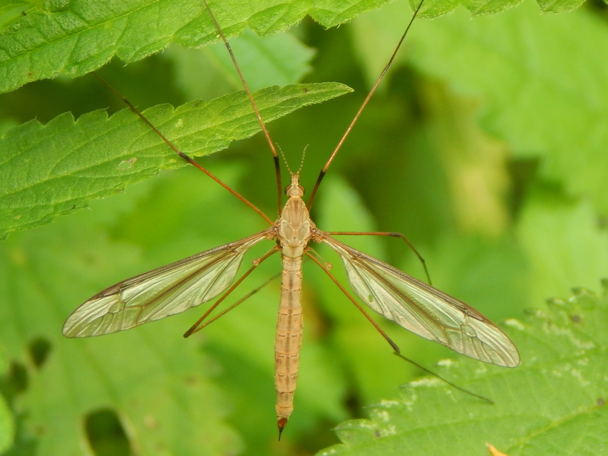 Tipula