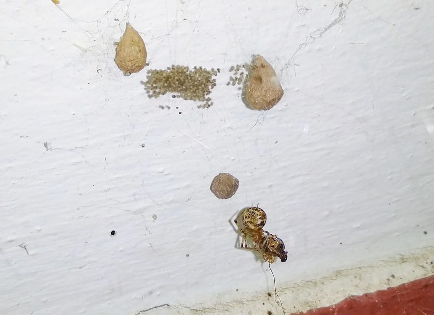 Parasteatoda tepidariorum - üvegházi törpepók