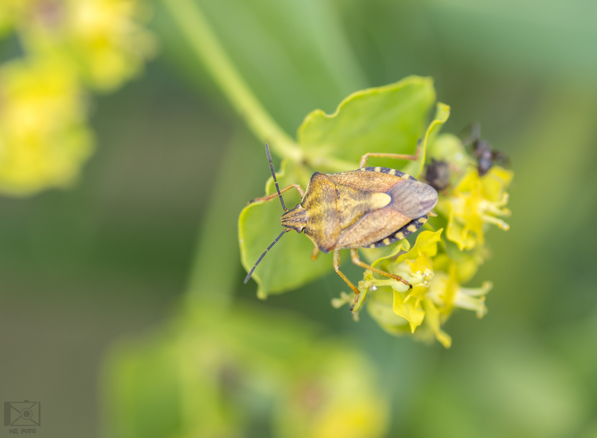 Carpocoris Carpocoris