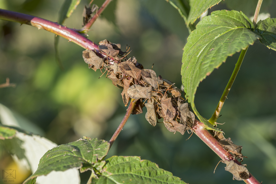 Coreus marginatus - közönséges karimáspoloska