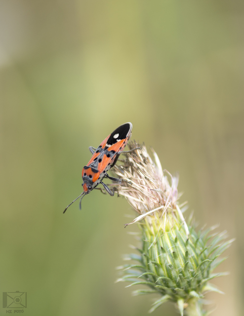 Lygaeus equestris - közönséges lovagbodobács