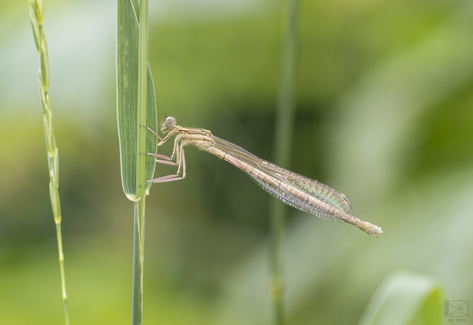 Platycnemis pennipes - széleslábú szitakötő