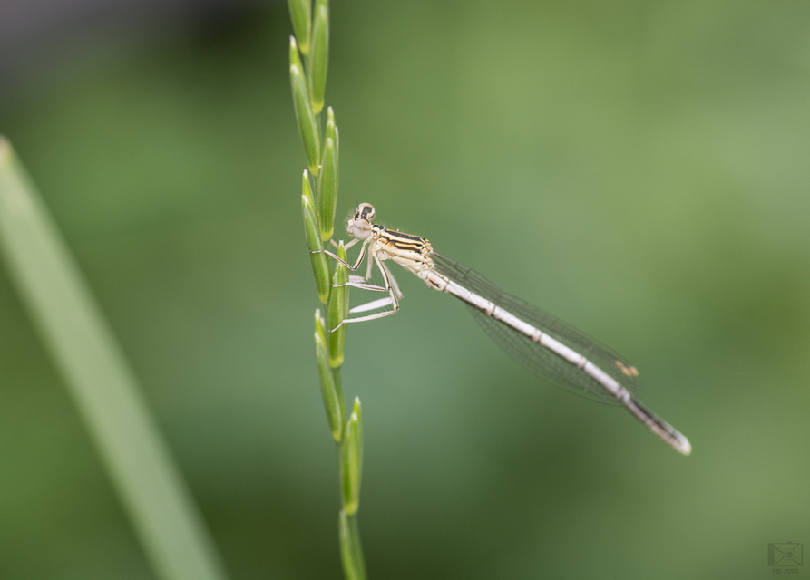 Platycnemis pennipes - széleslábú szitakötő